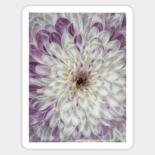 closeup macro photography of white and purple coloured dahlia bloom Sticker